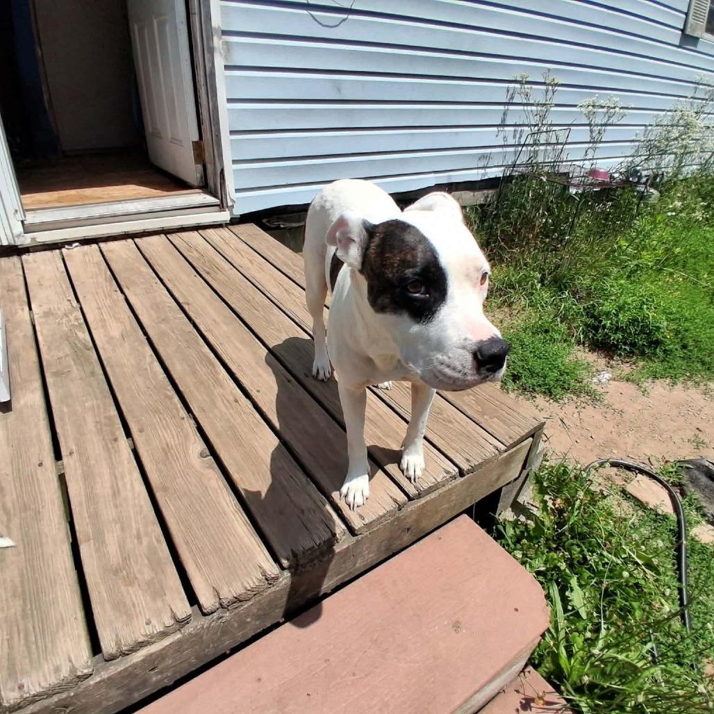 Enlarge Iris, a Adoptable Pit Bull Terrier in Richland, MI image 1/3