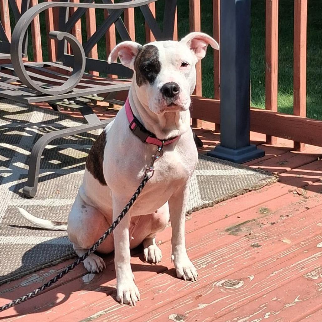 Enlarge Iris, a Adoptable Pit Bull Terrier in Richland, MI image 2/3