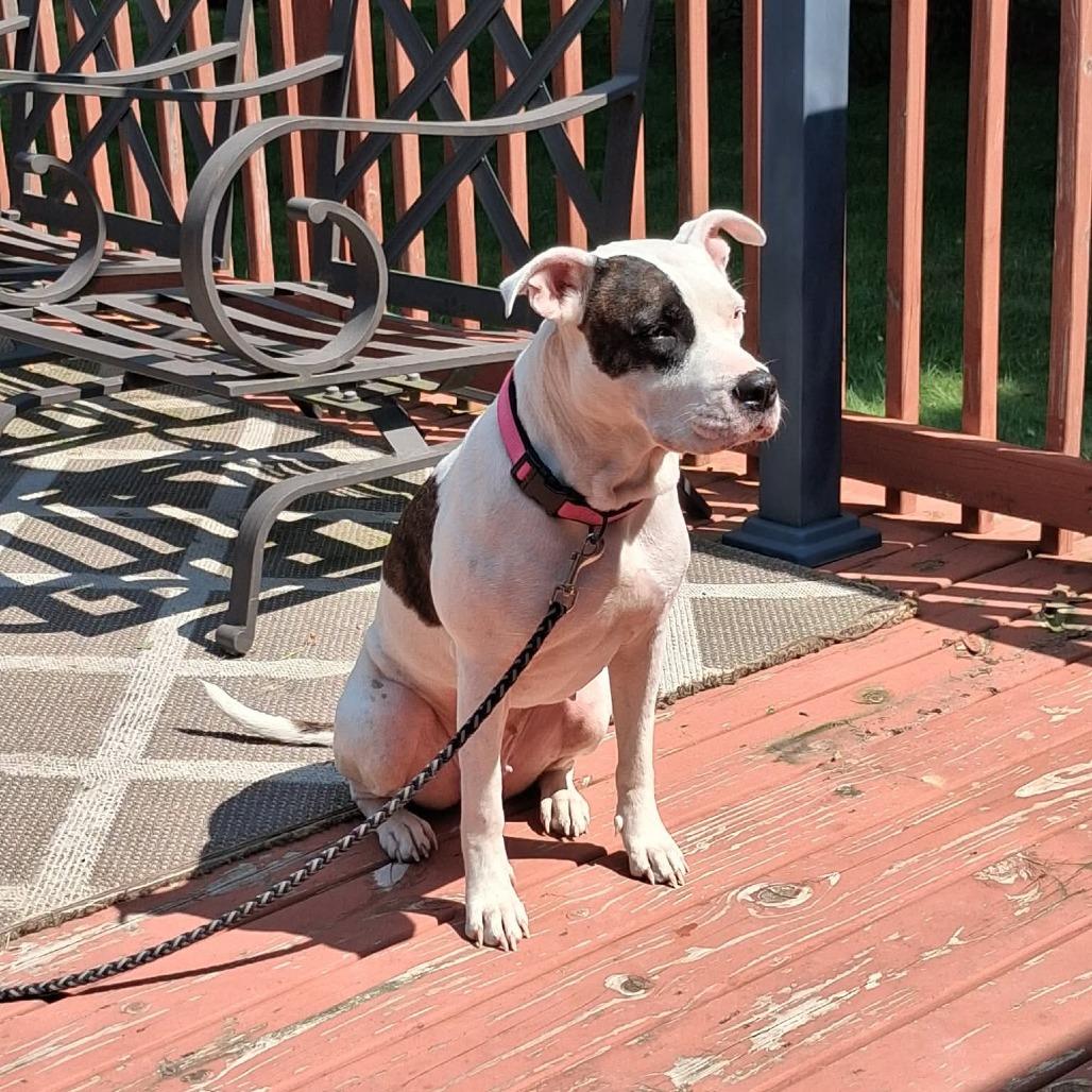 Enlarge Iris, a Adoptable Pit Bull Terrier in Richland, MI image 3/3
