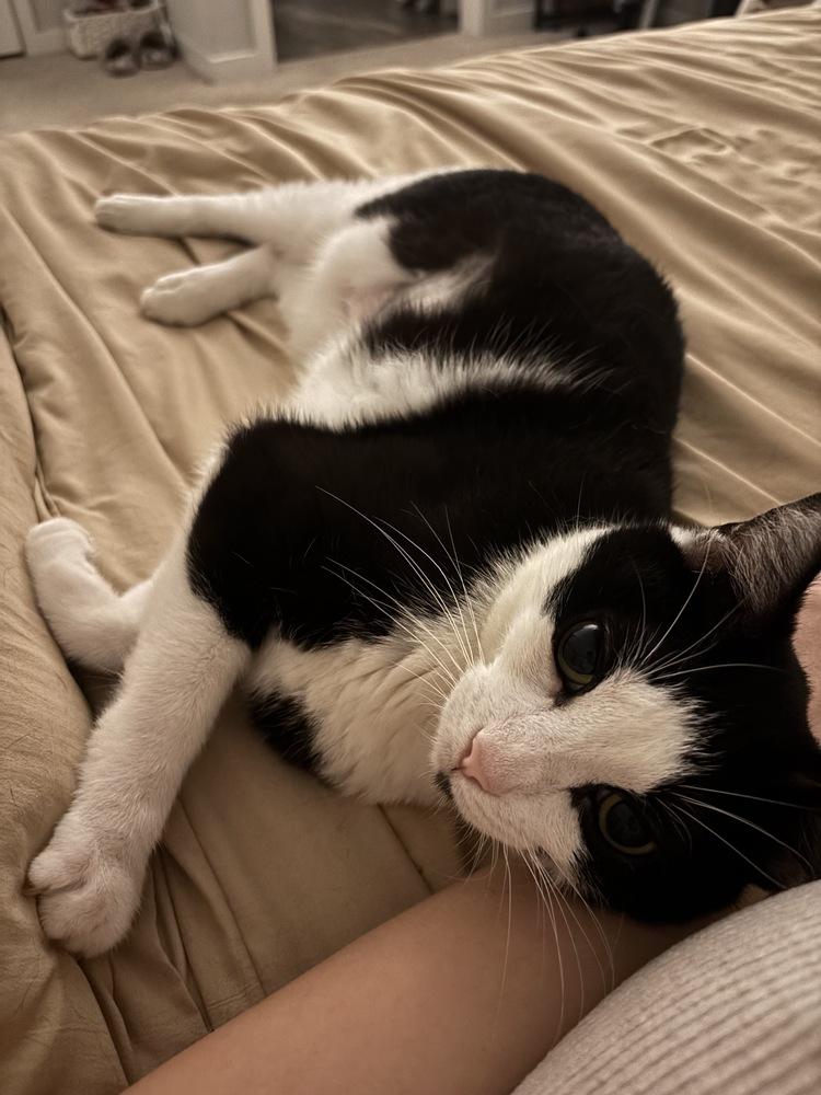 Bobo, Adoptable, Adult Male Domestic Short Hair.