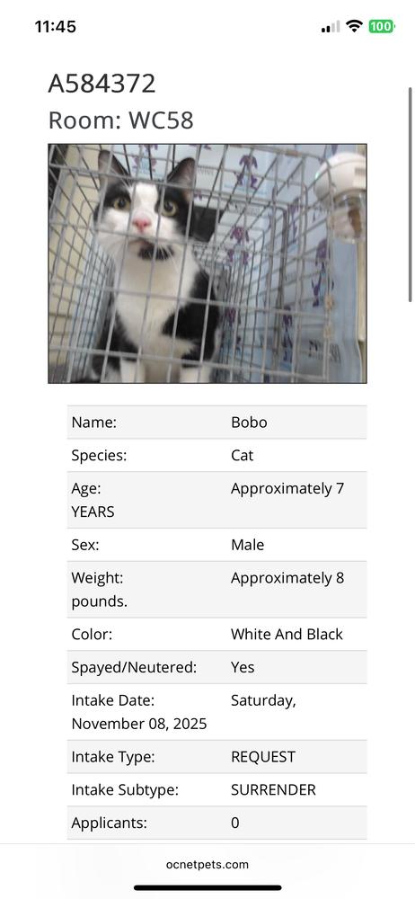 Bobo, Adoptable, Adult Male Domestic Short Hair.