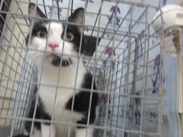 Enlarge Bobo, a Adoptable Domestic Short Hair in Orlando, FL image 2/4