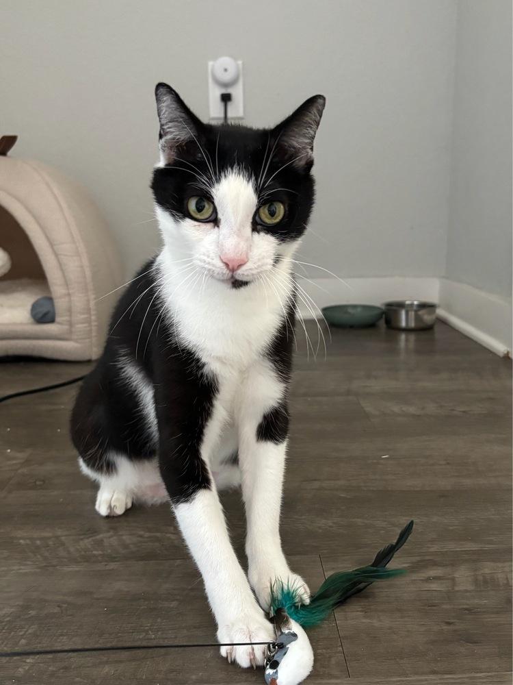 Enlarge Bobo, a Adoptable Domestic Short Hair in Orlando, FL image 2/6