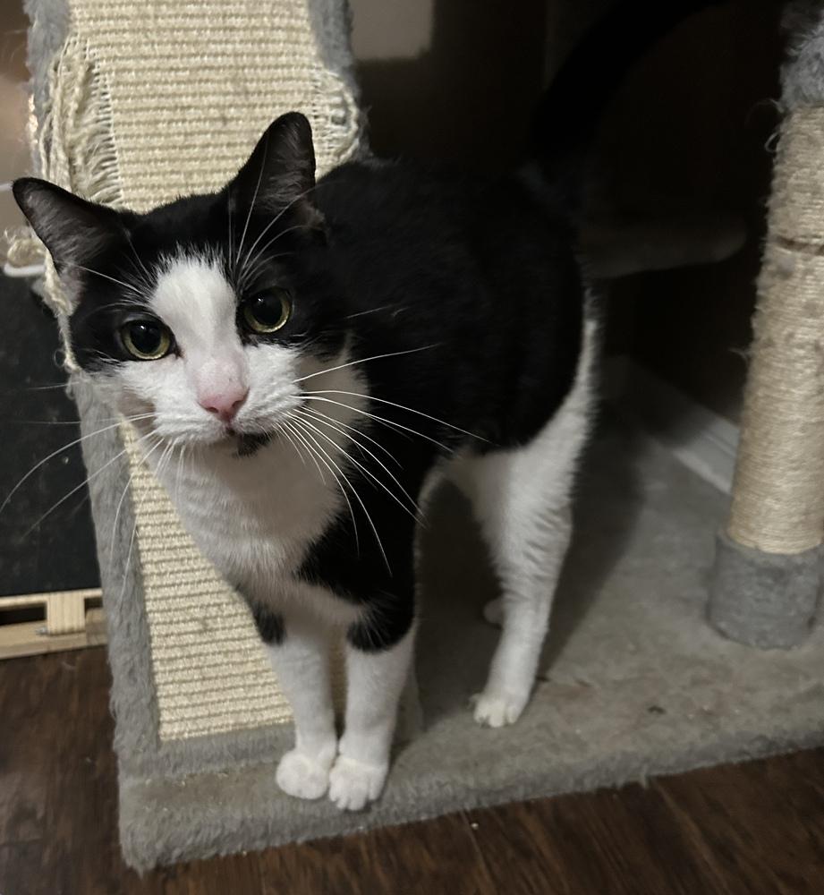 Enlarge Bobo, a Adoptable Domestic Short Hair in Orlando, FL image 1/6