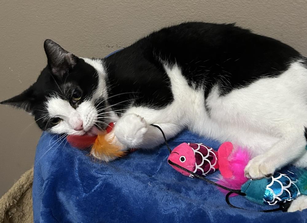 Enlarge Bobo, a Adoptable Domestic Short Hair in Orlando, FL image 4/6