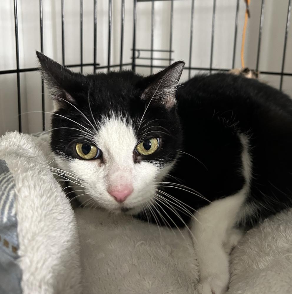 Enlarge Bobo, a Adoptable Domestic Short Hair in Orlando, FL image 3/4