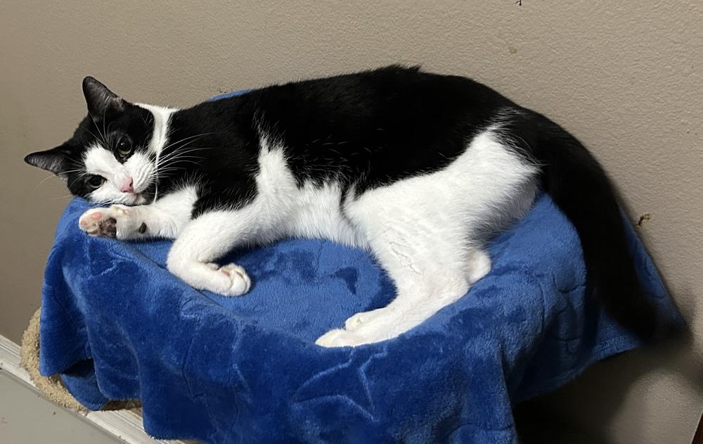 Enlarge Bobo, a Adoptable Domestic Short Hair in Orlando, FL image 3/6