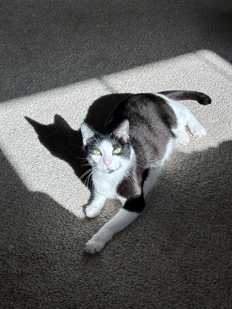 Enlarge Bobo, a Adoptable Domestic Short Hair in Orlando, FL image 6/6