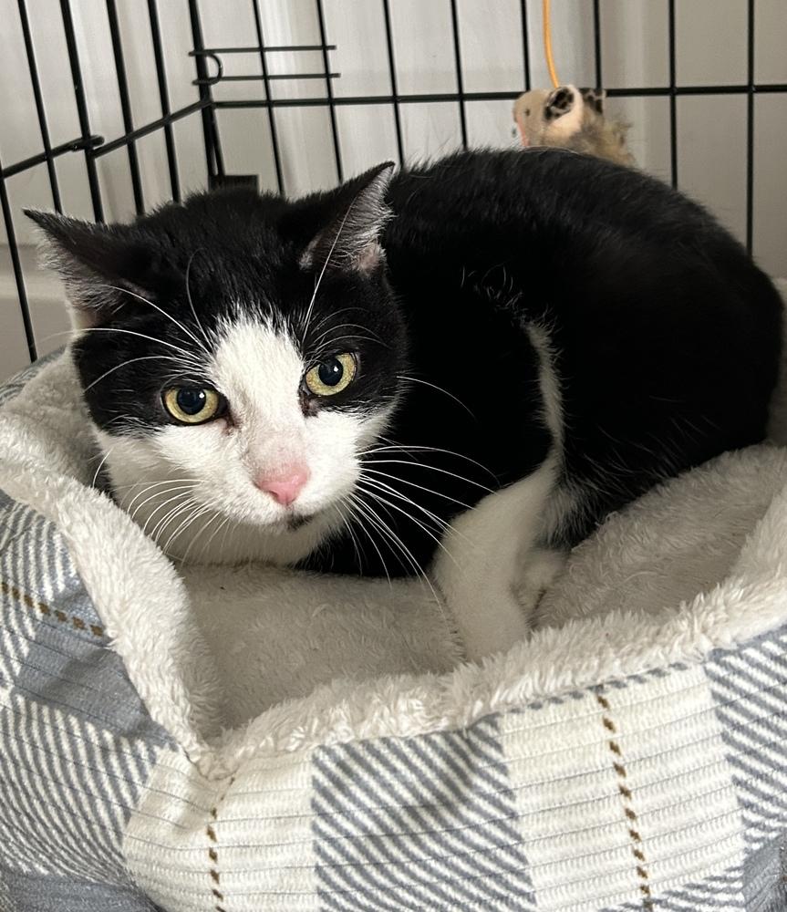 Enlarge Bobo, a Adoptable Domestic Short Hair in Orlando, FL image 4/4