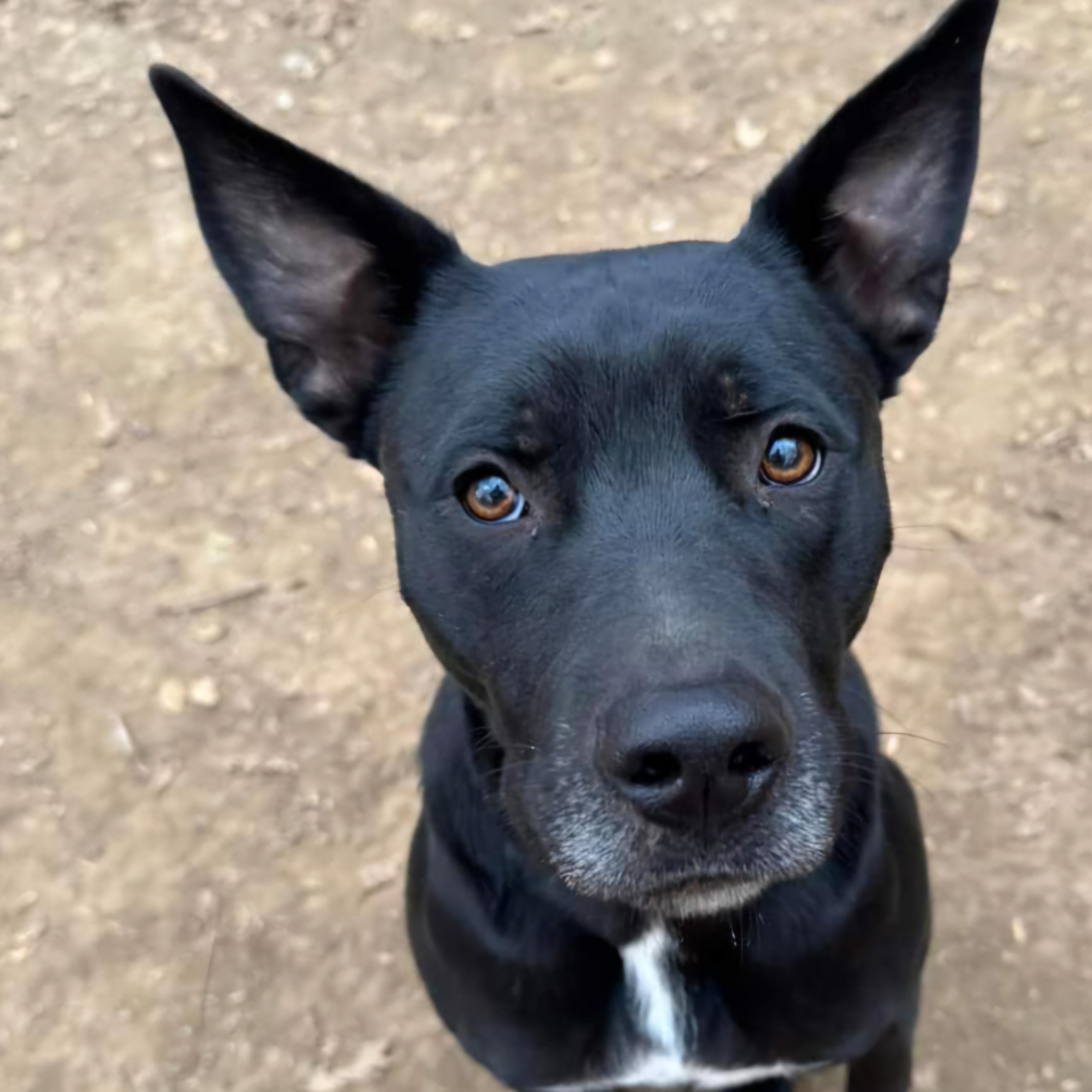 White, a Adoptable mixed breed in Sioux City, IA image 1/4