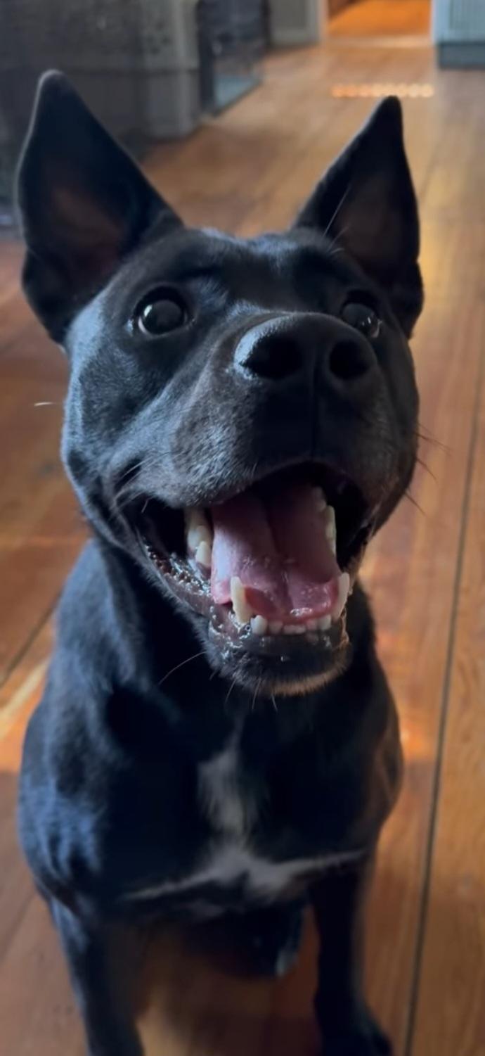 White, Adoptable, Adult Male Pit Bull Terrier & Shepherd.