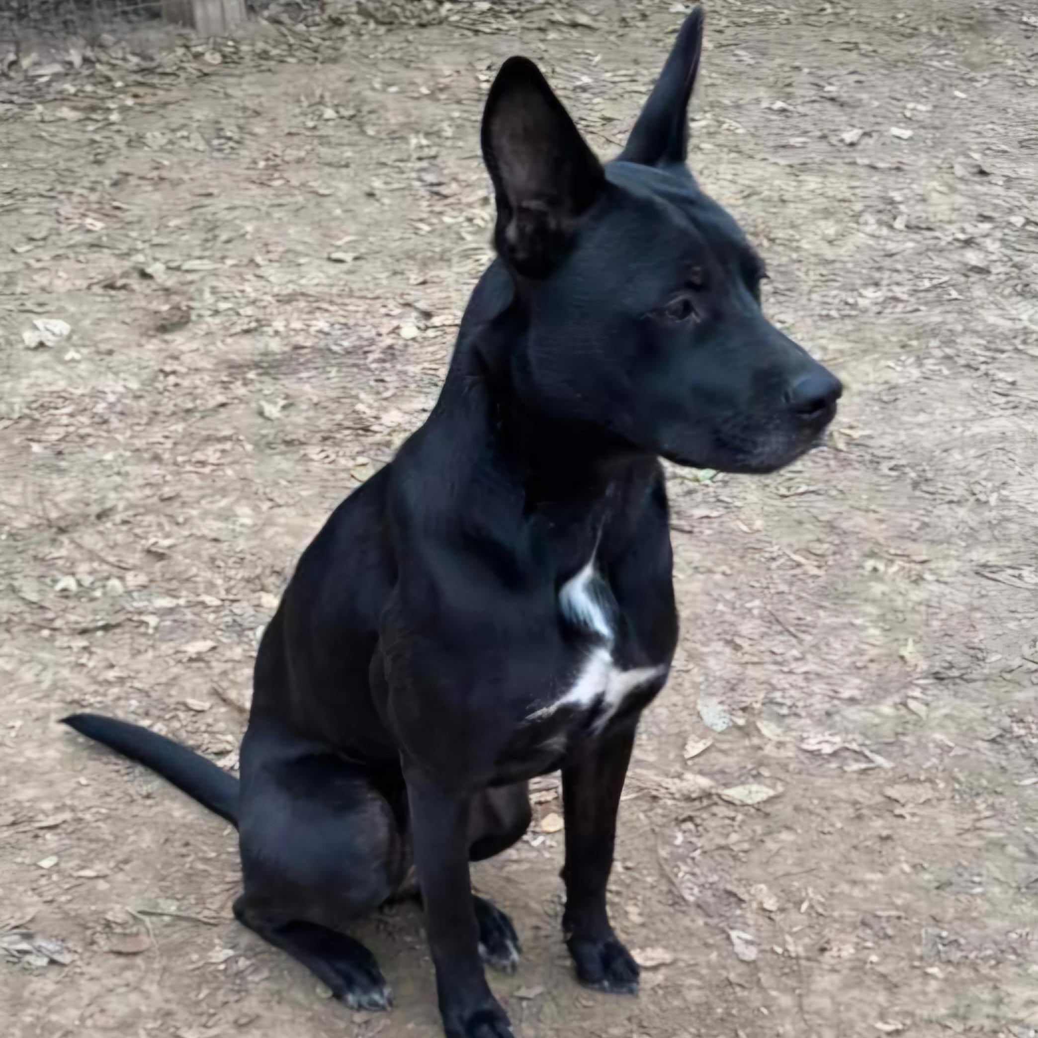White, a Adoptable mixed breed in Sioux City, IA image 3/4
