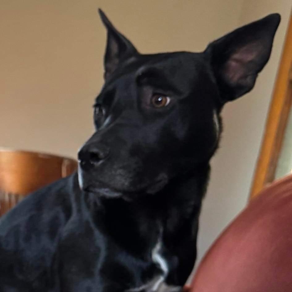 White, a Adoptable mixed breed in Sioux City, IA image 4/4