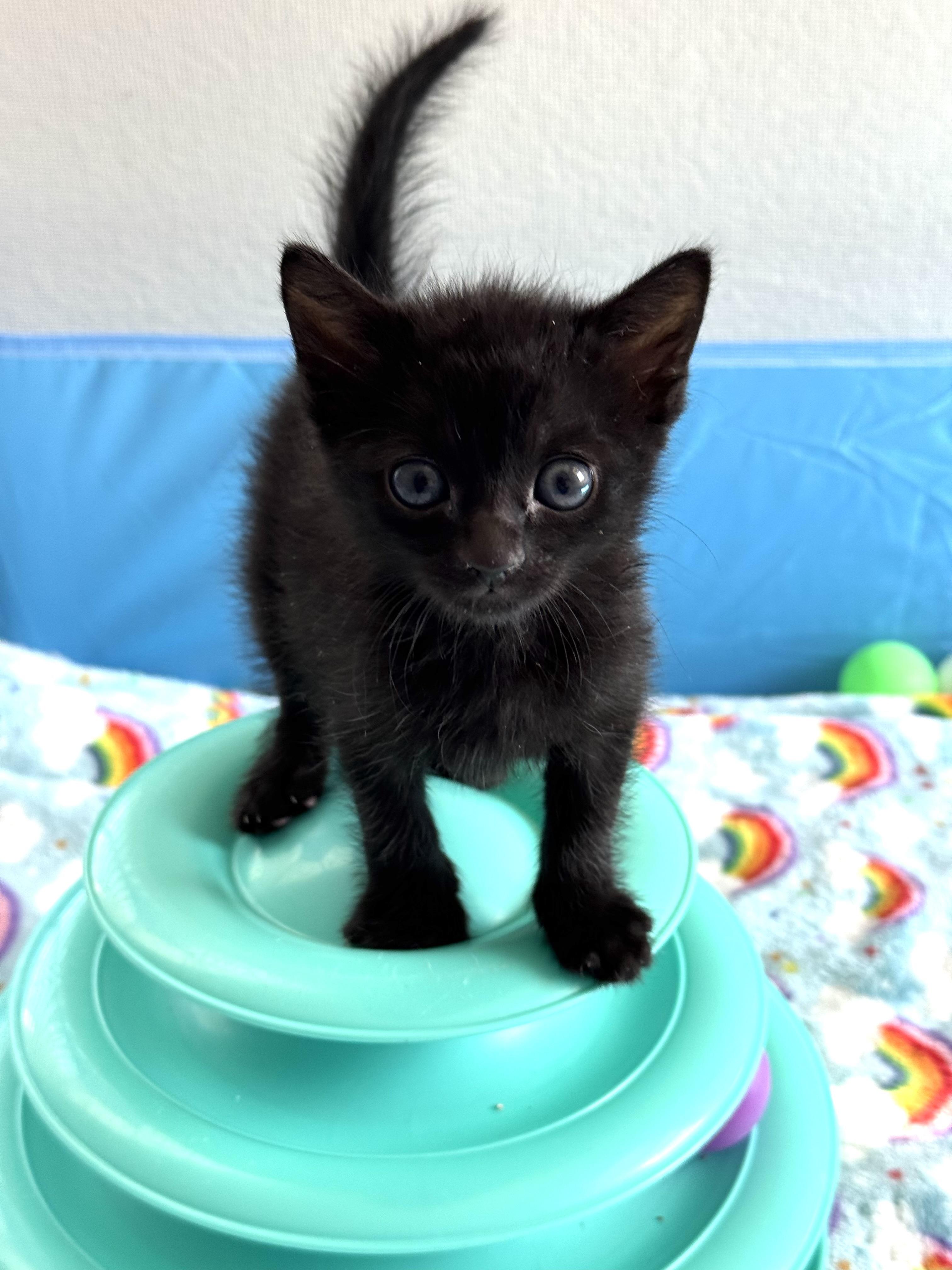 Enlarge Lark, a Adoptable mixed breed in Carlsbad, CA image 3/4