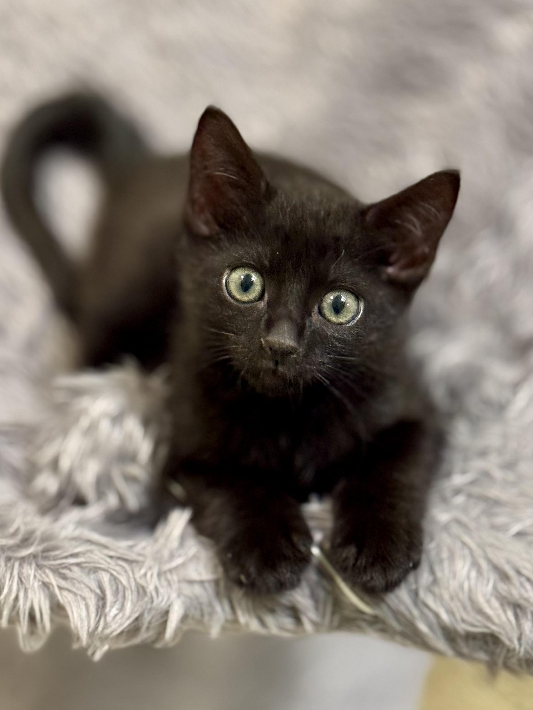 Enlarge Lark, a Adoptable mixed breed in Carlsbad, CA image 4/4
