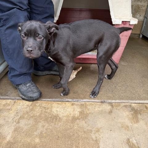 Ariel, Adoptable, Young Female Black Labrador Retriever & Pit Bull Terrier.