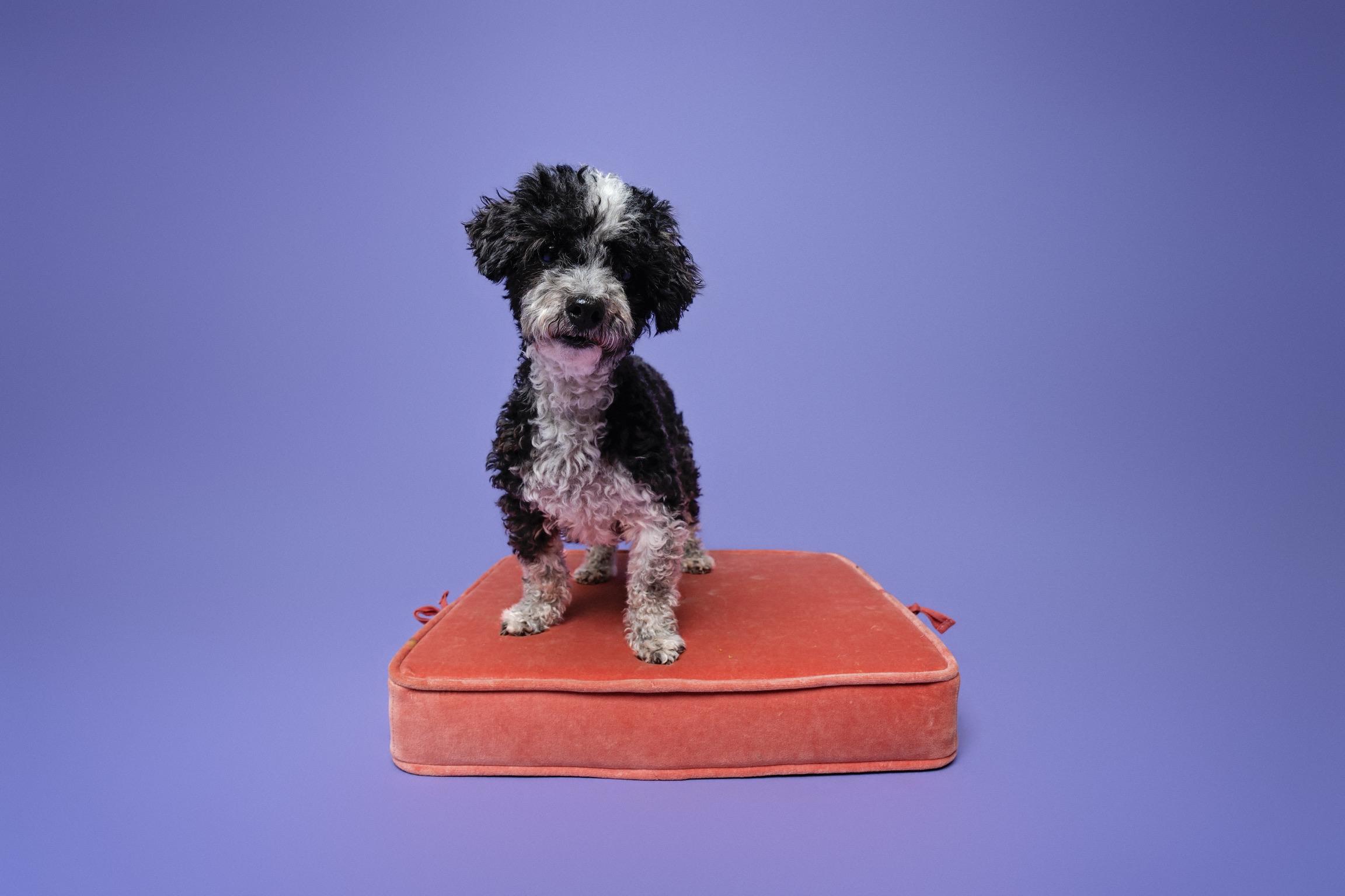 Enlarge Norma Jeane, a Adoptable mixed breed in Ogden, UT image 3/6