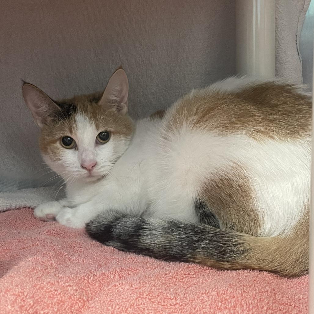 Little Girl, Adoptable, Adult Female Domestic Short Hair.
