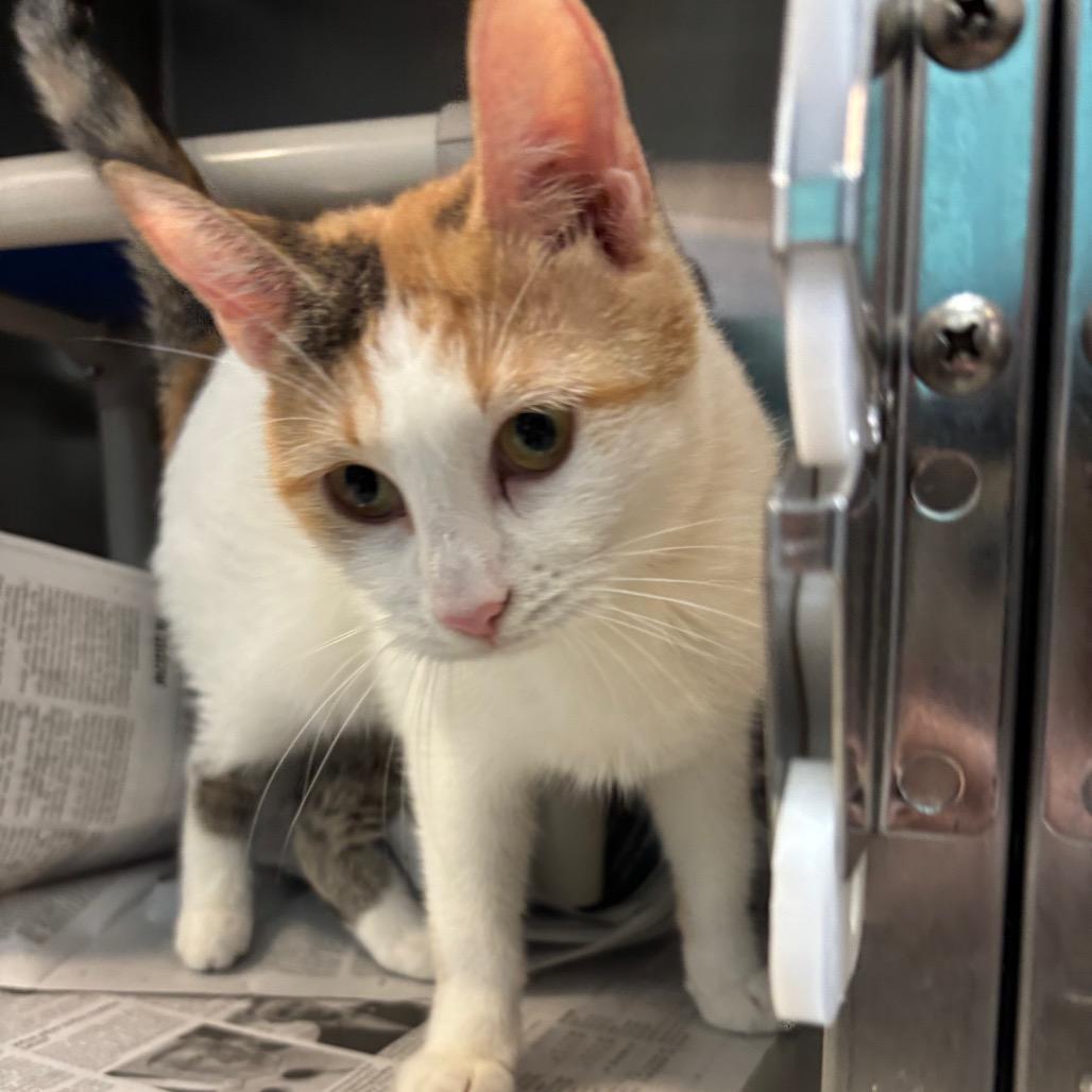 Enlarge Little Girl, a Adoptable Domestic Short Hair in Philadelphia, PA image 2/3