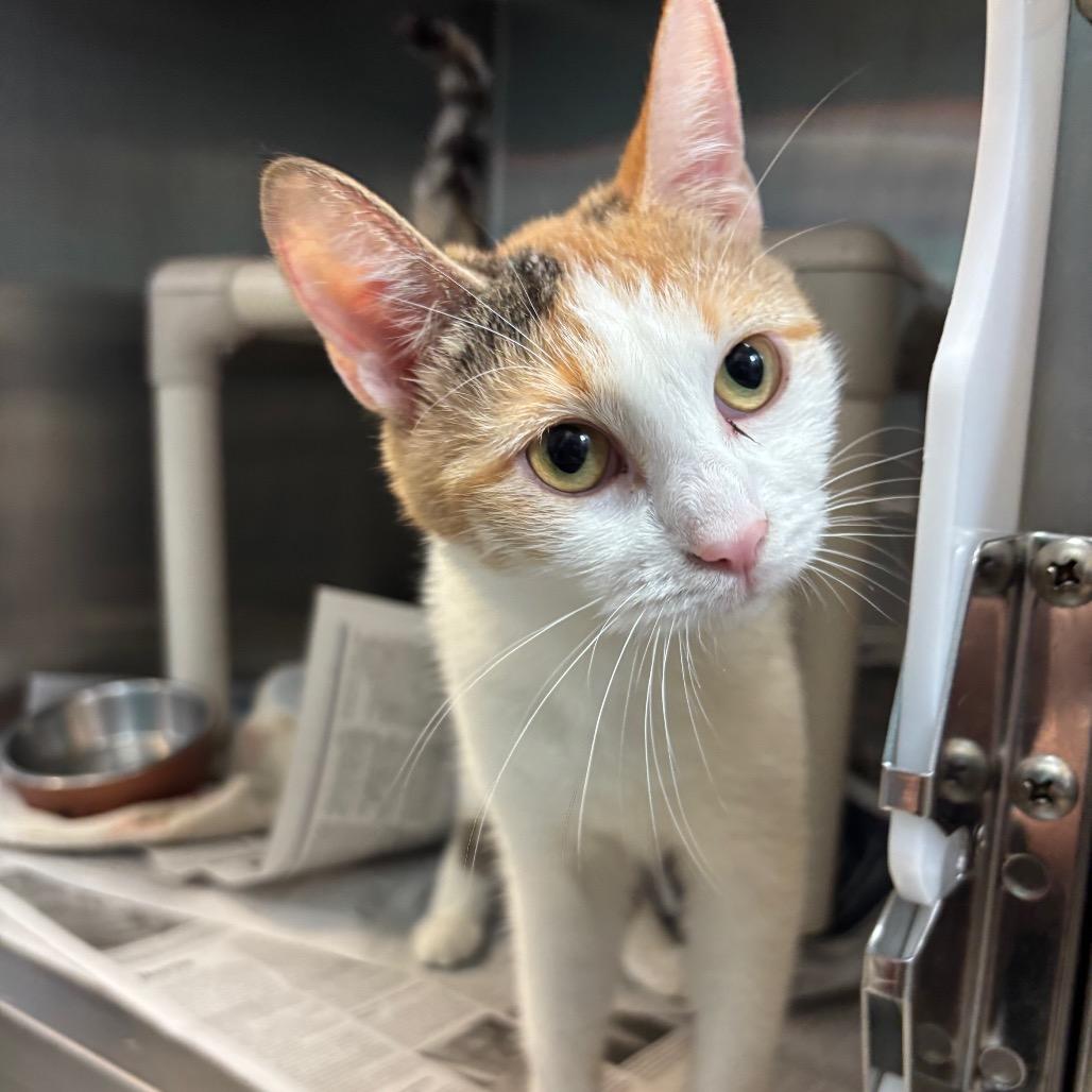 Enlarge Little Girl, a Adoptable Domestic Short Hair in Philadelphia, PA image 3/3