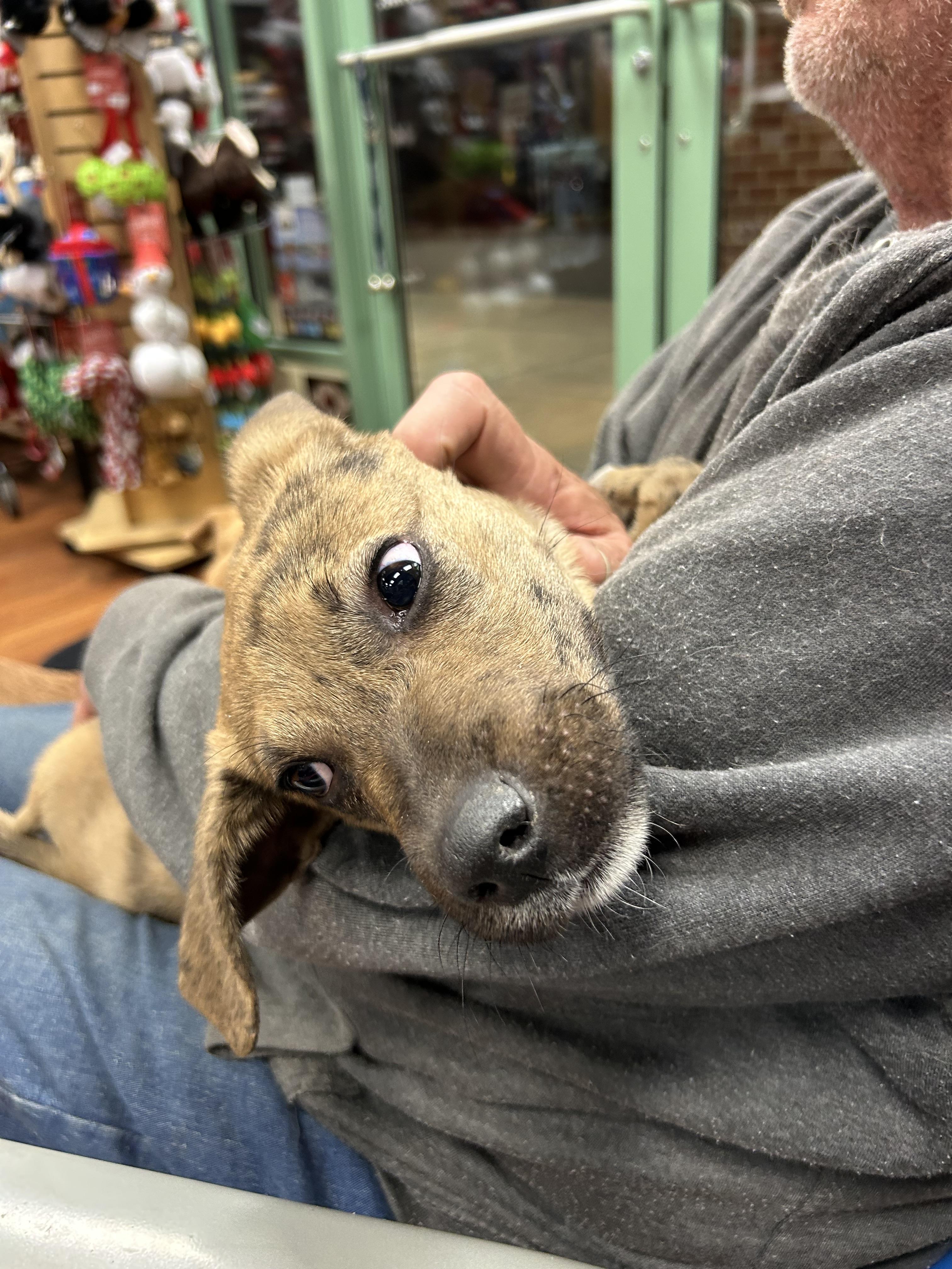 Cookie Dough, Adopted, Puppy Male Mixed Breed.