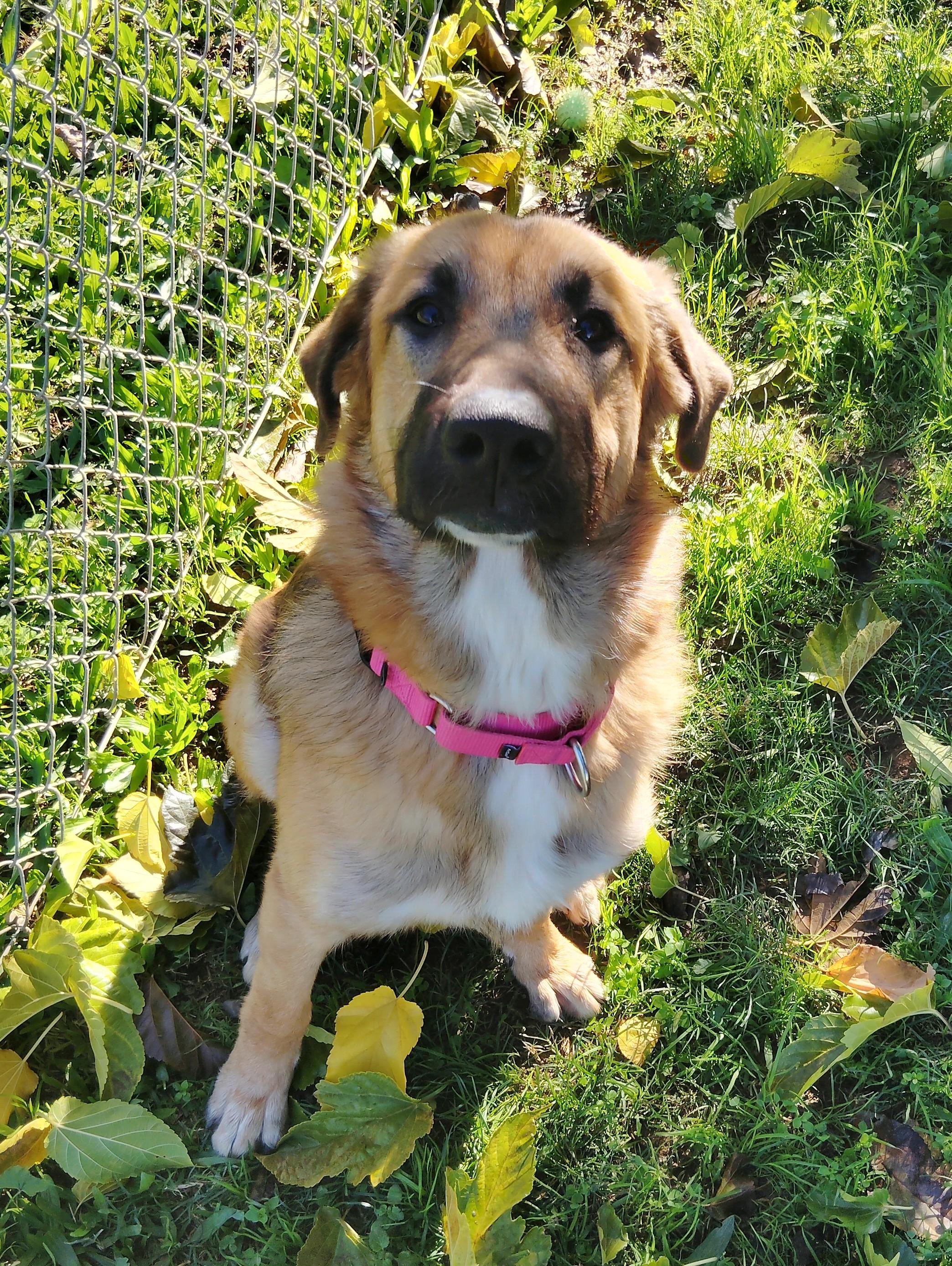 Nakoma, Adoptable, Adult Female Shepherd.