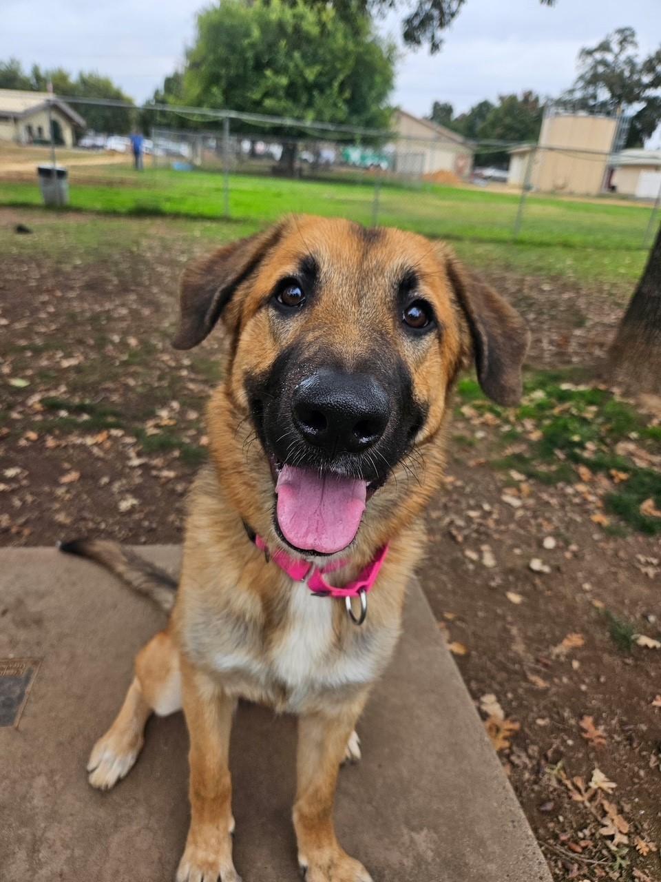 Enlarge Nakoma, a Adoptable Shepherd in Redding, CA image 2/3