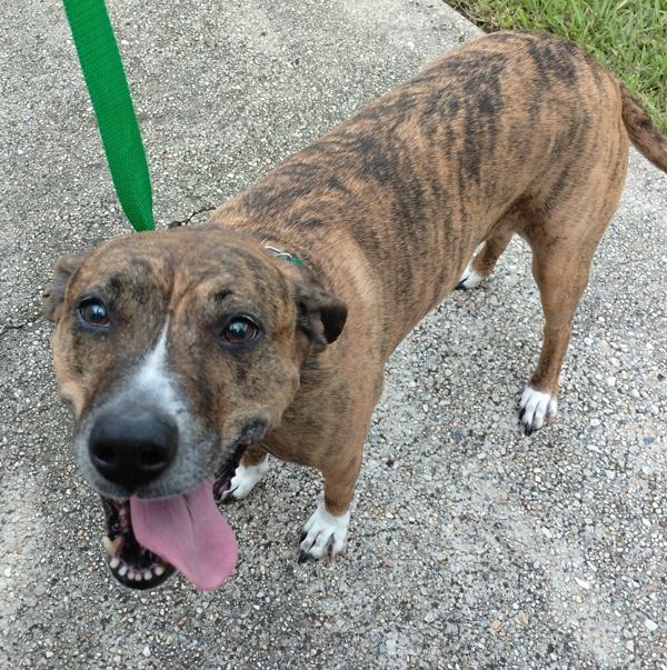 Enlarge Summer, a Adoptable mixed breed in Lafayette, LA image 3/3