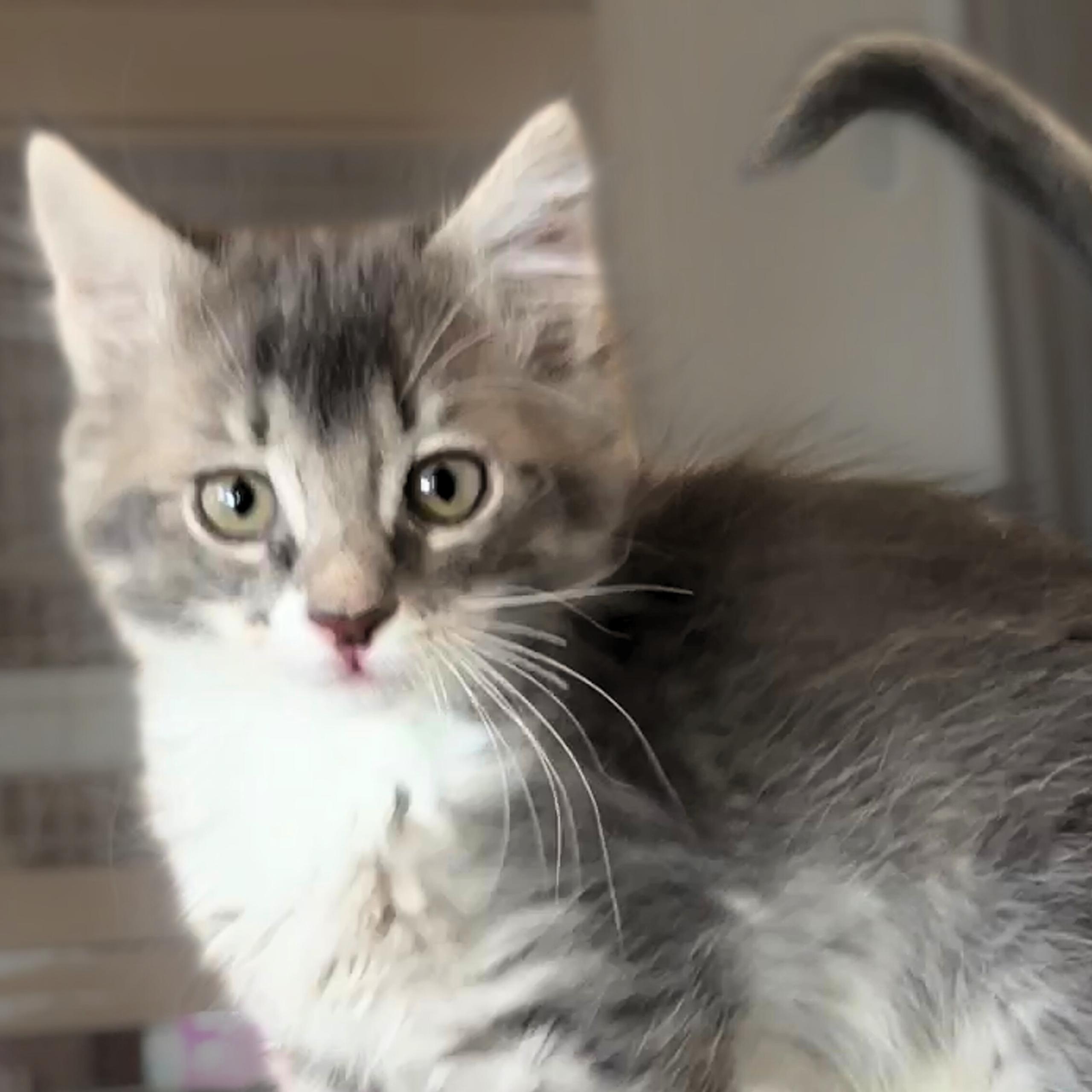 Enlarge Sombrero, a Adopted mixed breed in Santa Fe, NM image 1/1