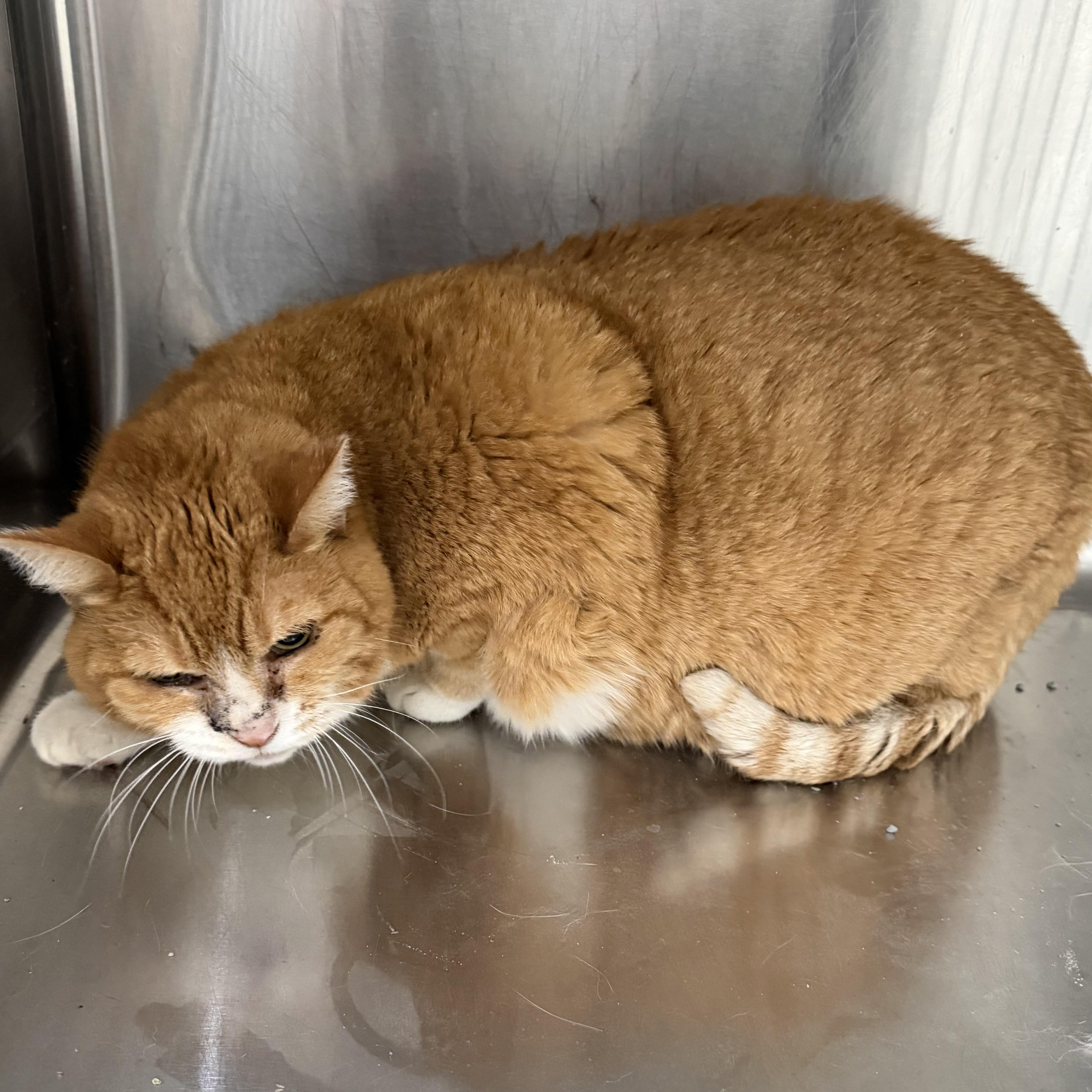 Bella Cat, ADOPTABLE, Adult Female Domestic Short Hair.