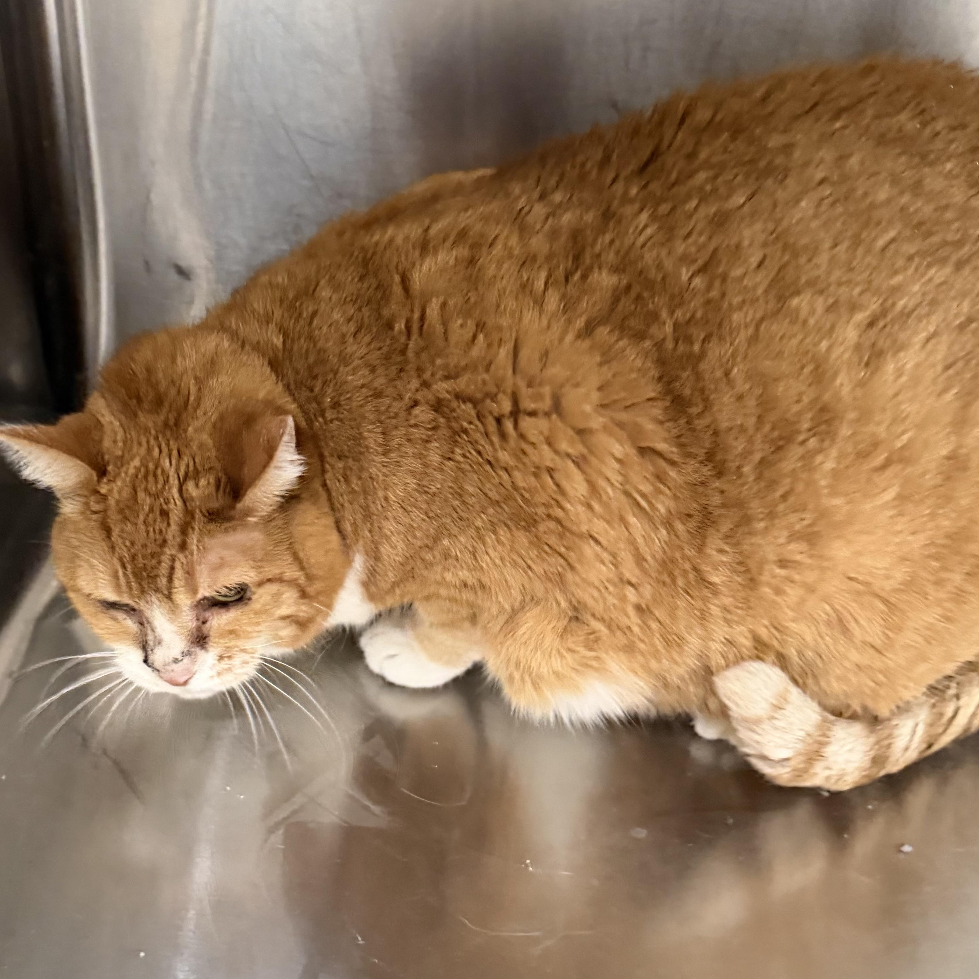 Bella Cat, a ADOPTABLE Domestic Short Hair in Trenton, MO image 4/5