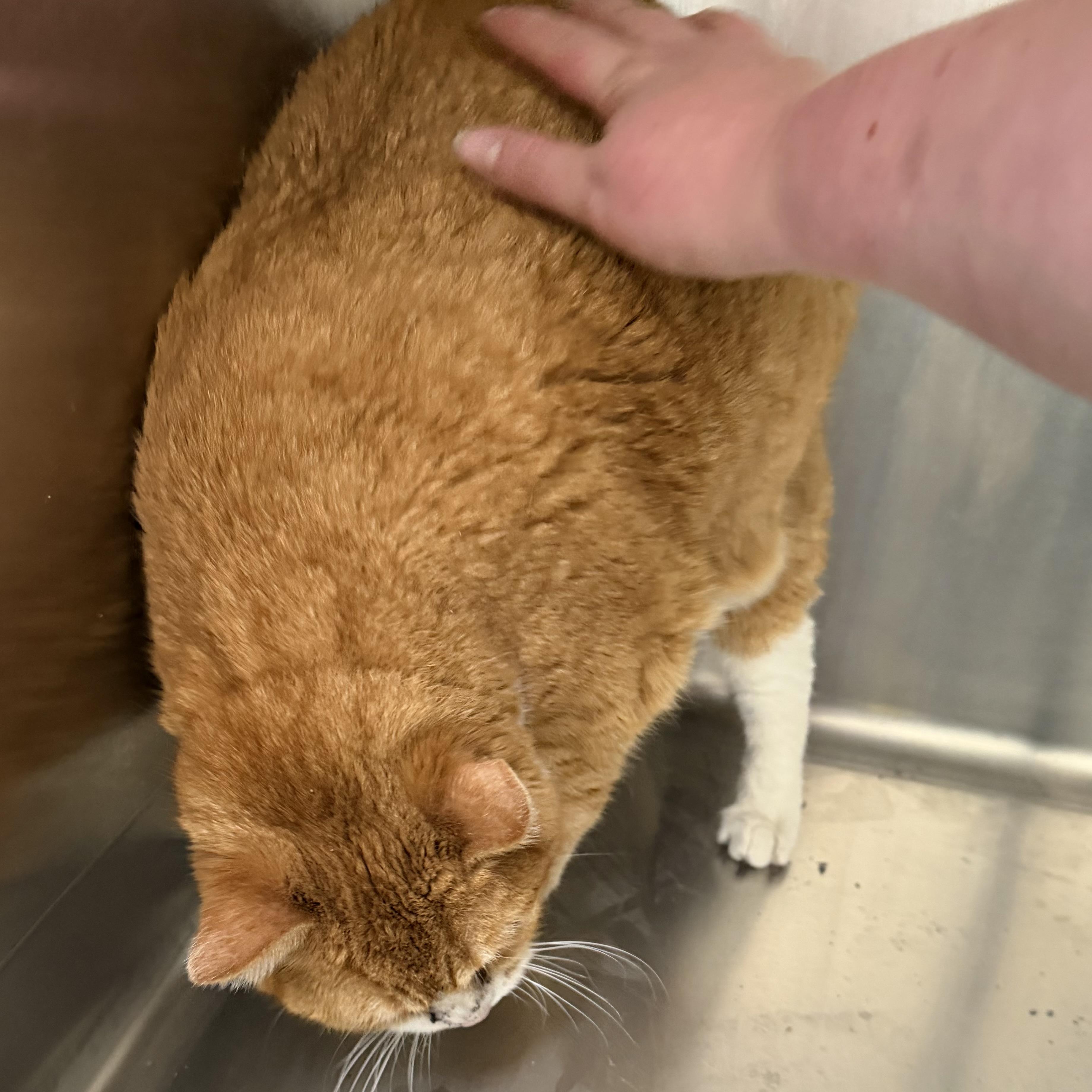 Bella Cat, a ADOPTABLE Domestic Short Hair in Trenton, MO image 3/5