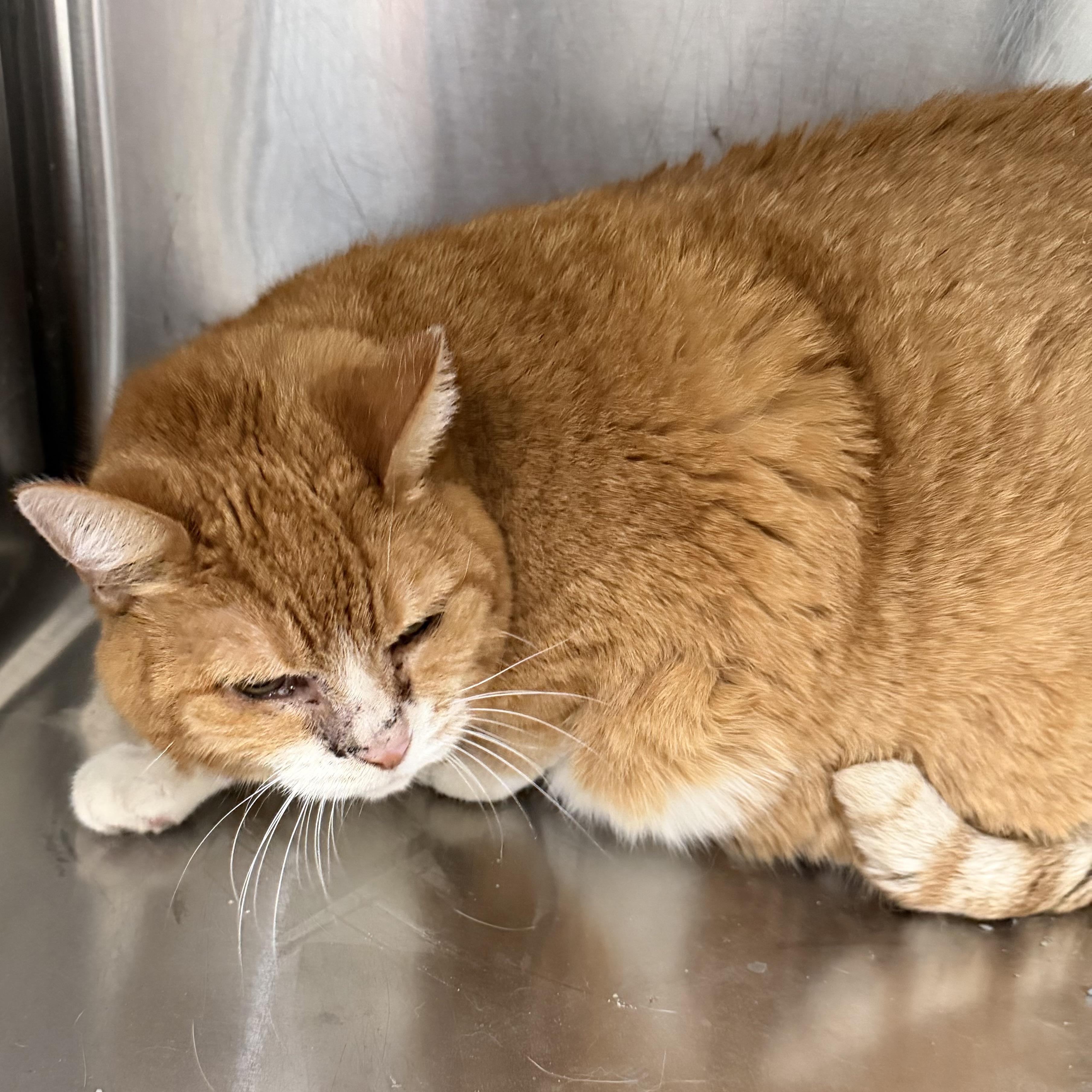 Bella Cat, a ADOPTABLE Domestic Short Hair in Trenton, MO image 5/5