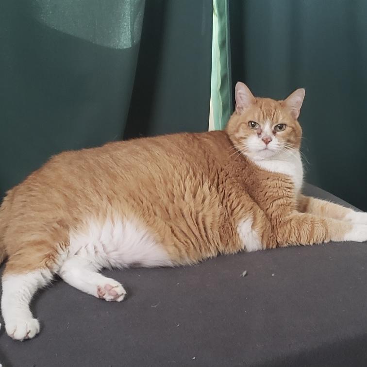 Enlarge Bella Cat, a Adoptable Domestic Short Hair in Trenton, MO image 1/5