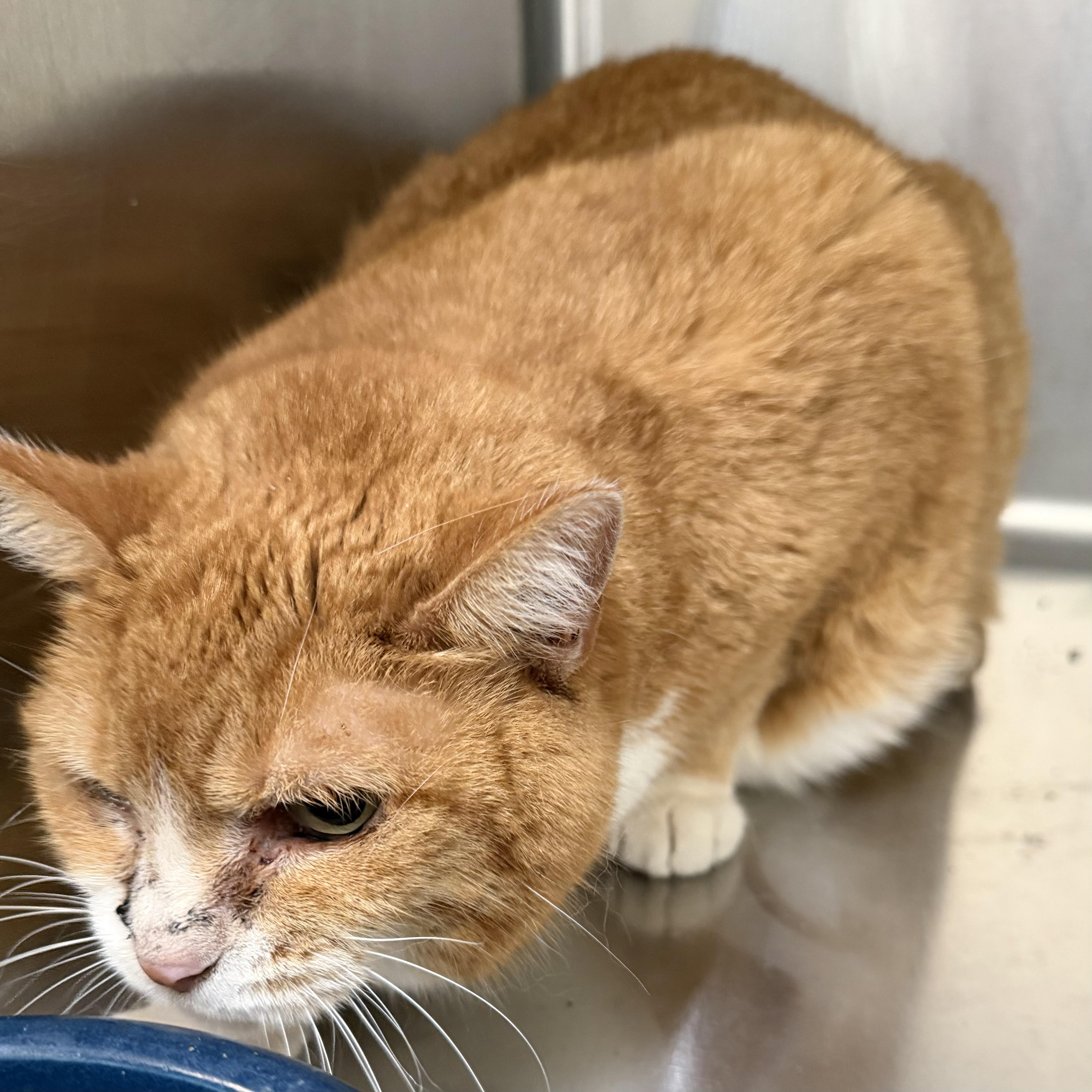 Bella Cat, a ADOPTABLE Domestic Short Hair in Trenton, MO image 2/5