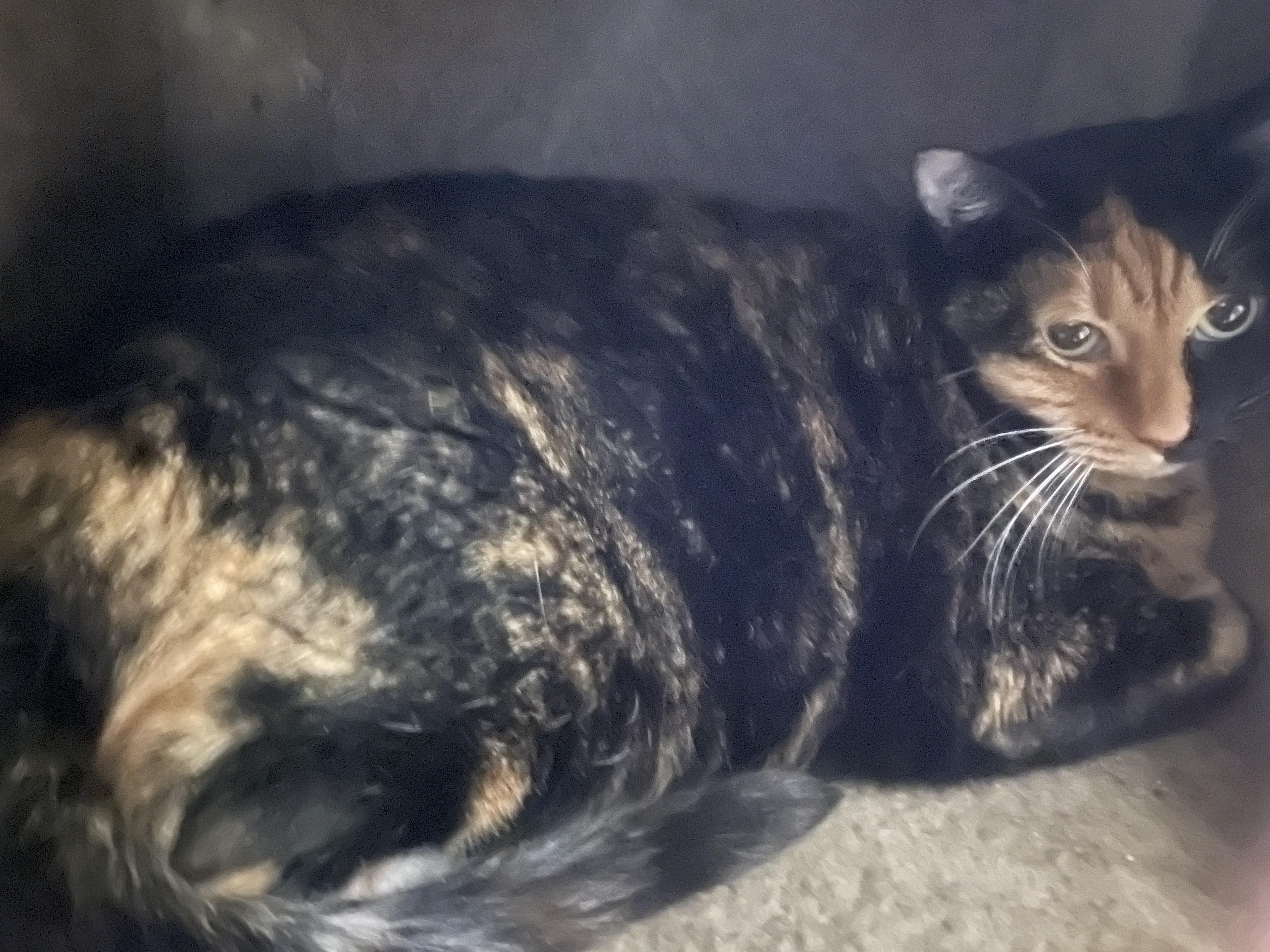 Enlarge Tink, a ADOPTABLE Calico in Billings, MT image 1/1