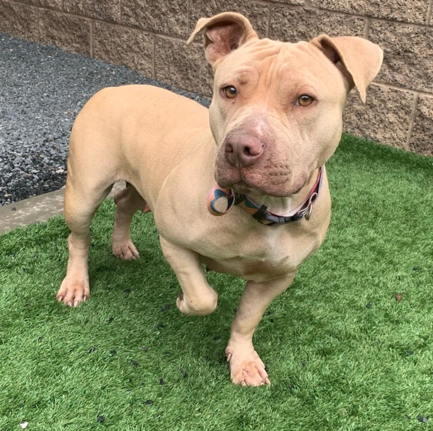 HELP ME PLEASE! Out of Time!! LOVABLE SHORT ERIN w/beautiful hazel eyes, an adopted mixed breed in Calabasas, CA image 4/4