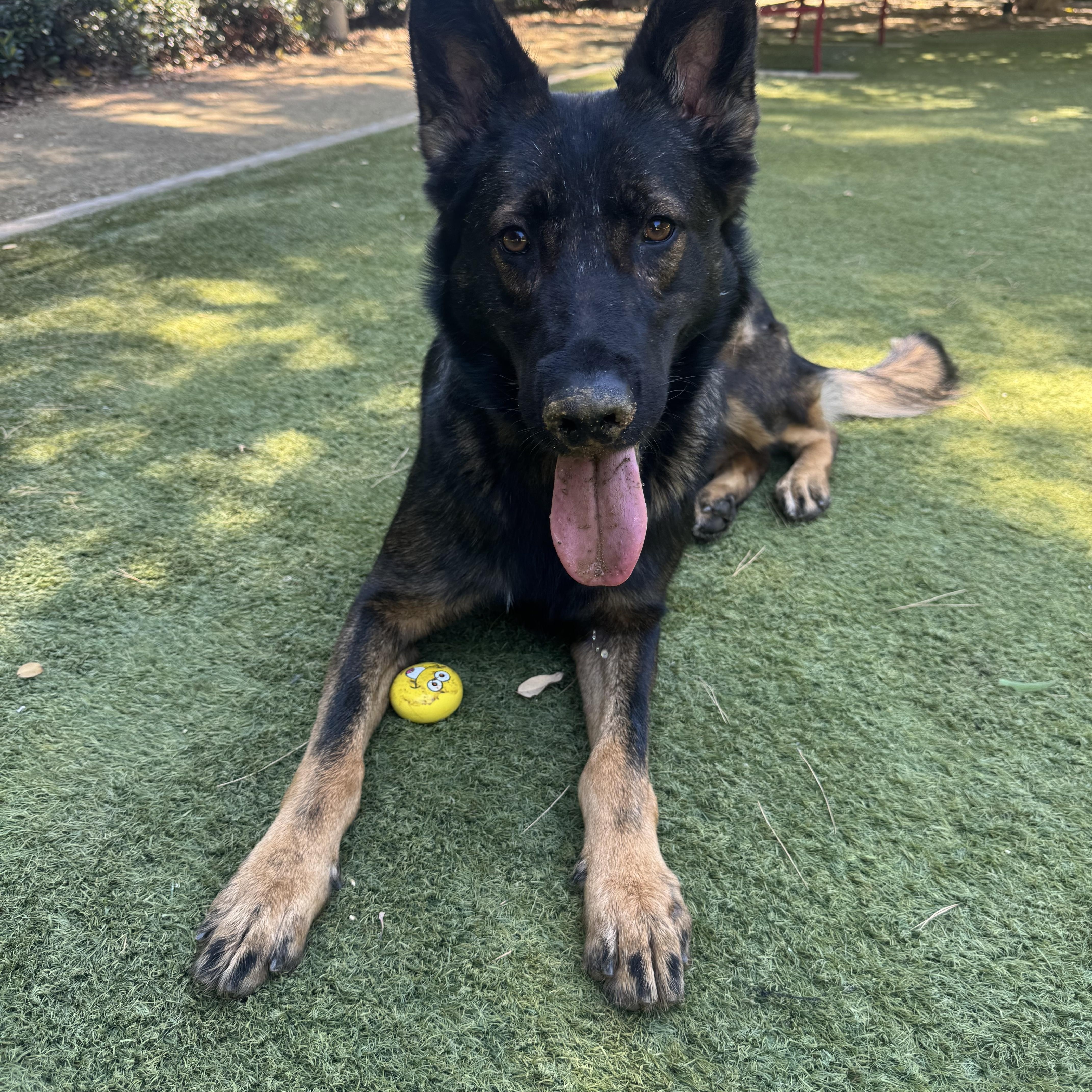 Enlarge Lottie, a Adoptable mixed breed in La Quinta , CA image 2/6