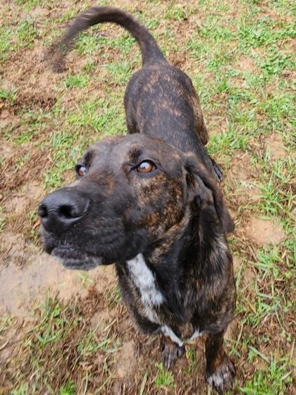 Enlarge Bear, a Adoptable mixed breed in Blue Ridge, GA image 1/3