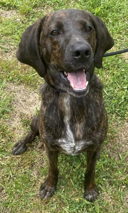Enlarge Bear, a Adoptable mixed breed in Blue Ridge, GA image 2/3