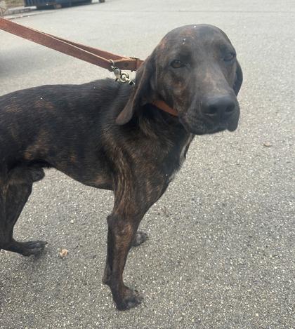 Bear, Adoptable, Adult Male Hound & Mixed Breed.