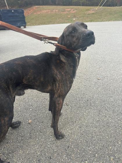Bear, Adoptable, Adult Male Hound & Mixed Breed.