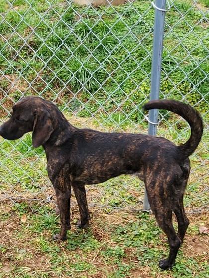 Enlarge Bear, a Adoptable mixed breed in Blue Ridge, GA image 3/3