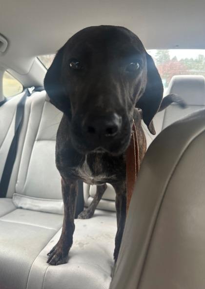 Bear, a Adoptable mixed breed in Blue Ridge, GA image 3/3