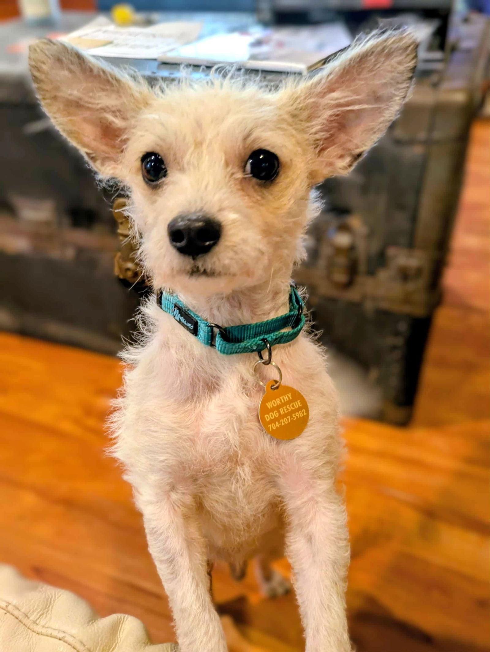 Finn, a Adoptable Terrier in Arlington, VA image 1/3