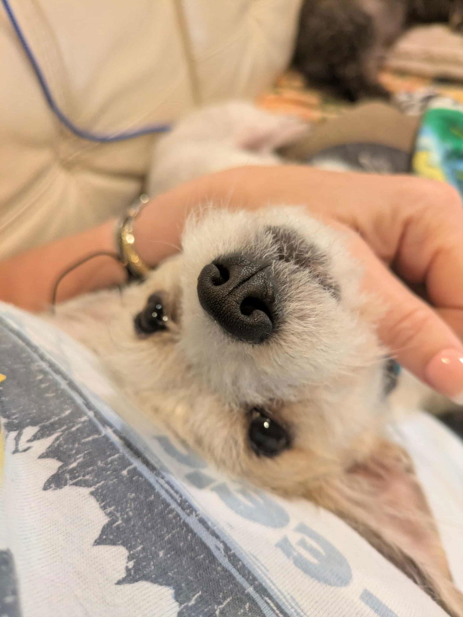 Finn - ADOPTED!!!, a Adoptable Terrier in Arlington, VA image 1/3