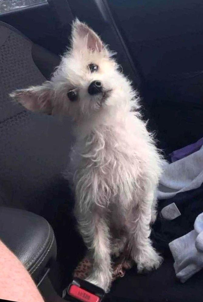 Finn - ADOPTED!!!, a Adoptable Terrier in Arlington, VA image 2/3