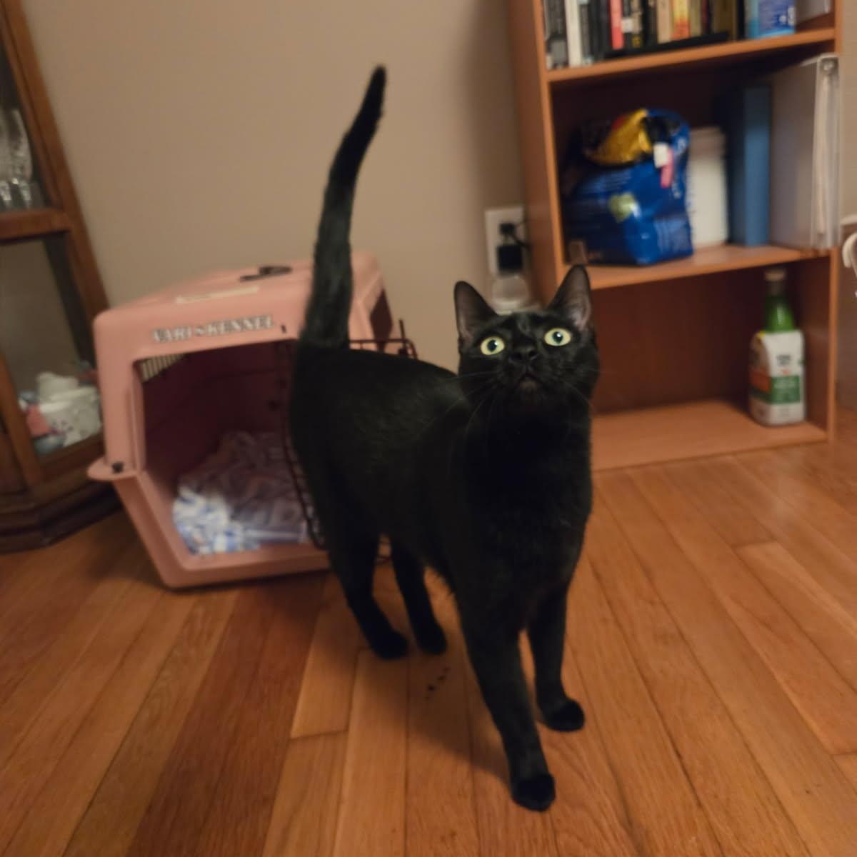 Enlarge Oreo, a Adoptable Domestic Short Hair in Hopkinton, MA image 2/6