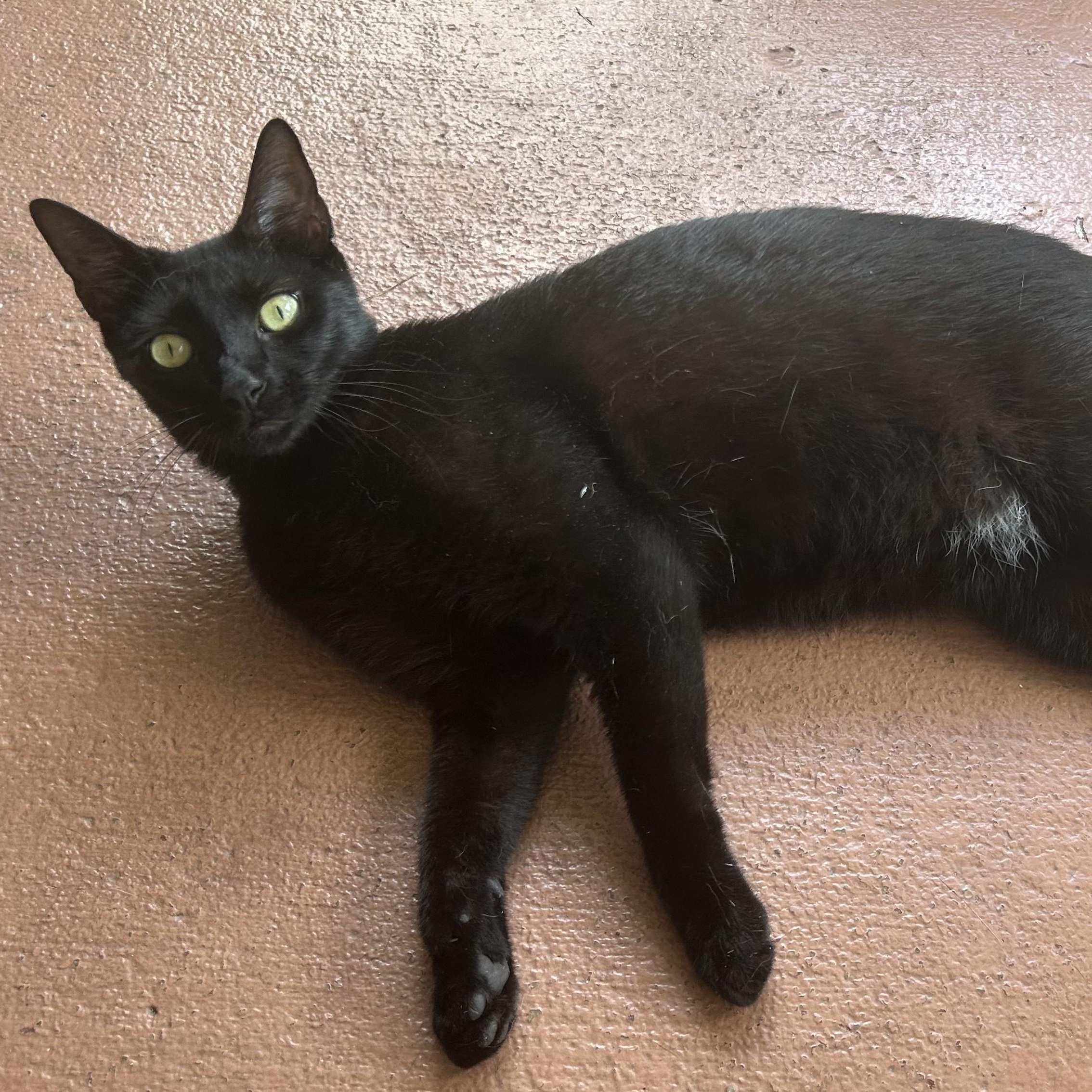 Enlarge Oreo, a Adoptable Domestic Short Hair in Hopkinton, MA image 1/6