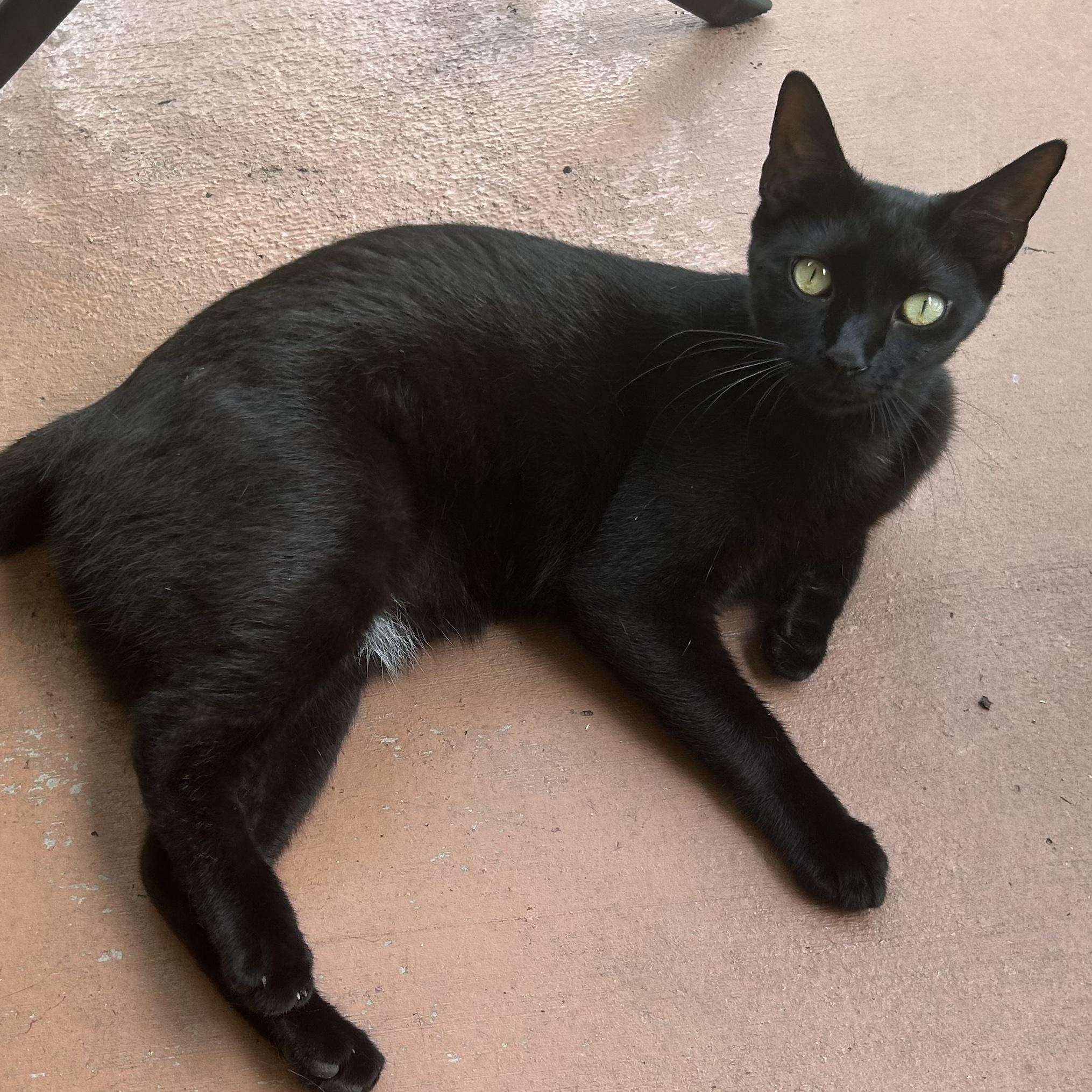 Enlarge Oreo, a Adoptable Domestic Short Hair in Hopkinton, MA image 4/6